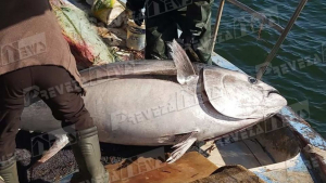 Έπιασε ψάρι <br> 130 κιλά <br> στην Πρέβεζα (εικόνα)
