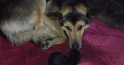 Γέννησε η σκυλίτσα <br> που έσωσαν οι <br> αστυνομικοί στον Ομαλό