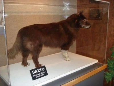 Μπάλτο Ο Σιβηρικός <br> σκύλος που έσωσε <br> εκατοντάδες παιδιά