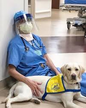 Η σκυλίτσα συντροφιάς <br> που χαλαρώνει τους <br> γιατρούς του κορωνοιού
