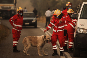 Βαρυμπόμπη Εθελοντές <br> του ΕΕΣ φροντίζουν <br> σκυλάκι μέσα στη φωτιά