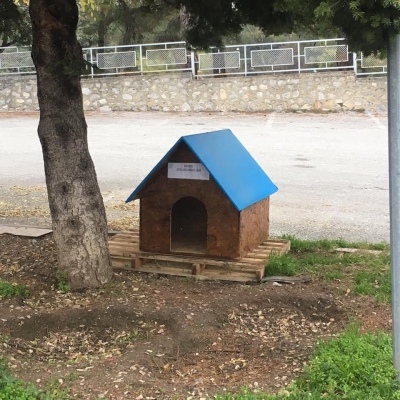 Ο Ελληνικός δήμος που <br> έστησε σπιτάκια για <br> αδέσποτα σκυλιά (pics)
