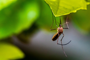 6 συμβουλές για  να αμυνθούμε  στα κουνούπια