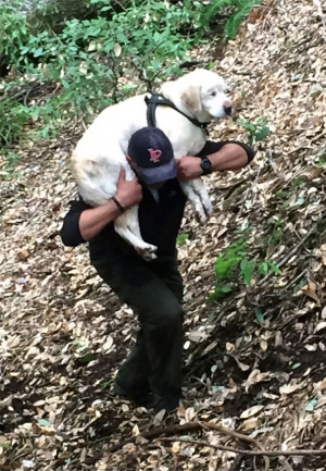 Έσωσαν τυφλή σκυλίτσα <br> 8 ημέρες μετά την <br> εξαφάνιση σε βουνό