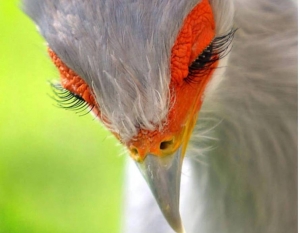 Αυτό είναι το <br> ομορφότερο πτηνό του <br> πλανήτη μας (εικόνες)