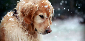 Πως προστατεύουμε <br> τα σκυλιά μας από <br> το κρύο τον χειμώνα