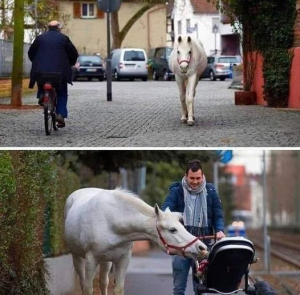 Το άλογο - άνθρωπος <br> που περπατά κάθε <br> μέρα στην πόλη (εικόνες)