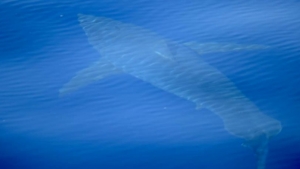 Τρόμος στη Μαγιόρκα! <br> Εμφανίστηκε λευκός <br>  καρχαρίας θηρευτής