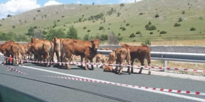 Ανετράπη νταλίκα <br> με αγελάδες <br> στην Εγνατία οδό