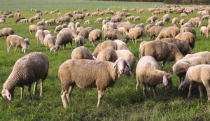 Ο ΕΦΚΑ βγάζει <br> σε πλειστηριασμό <br> 600 πρόβατα!