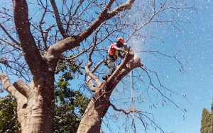 Ο δήμος Μαραθώνα <br> ενημερώνει για <br> την κοπή δέντρων