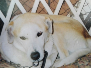 Ο Αργύρης Κωστάκης για <br> ένα σκυλάκι που έφυγε <br> σαν βέλος στον ήλιο