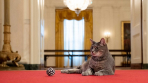 Στον Λευκό Οίκο <br> η Ουίλοου Η Πρώτη <br> Γάτα (εικόνα)