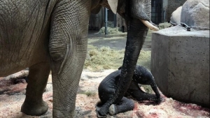 Γεννήθηκε ελεφαντάκι <br> μπροστά στους <br> επισκέπτες ζωολογικού