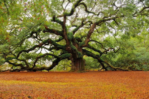 Εντοπίστηκαν 30 δένδρα  με ηλικία άνω  των 2000 ετών