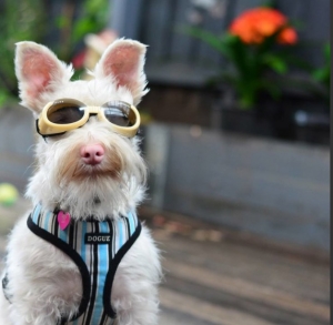 Σκυλάκι με πρόβλημα <br> όρασης φοράει <br> γυαλιά ηλίου (εικόνα)