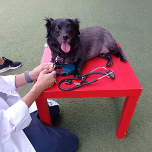 Ραφήνα Η σκυλίτσα <br> Λούση επισκέφτηκε τα <br> παιδιά στο Laf Lab