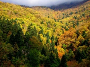 Δεν υπάρχει πια <br> το δάσος παράδεισος <br> Natura στην Εύβοια