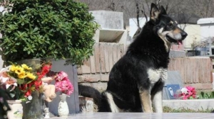 Σύγχρονος ''Χάτσικο''. Σκυλί πήγαινε επί 11 χρόνια στο  μνήμα του αφεντικού του (βίντεο)