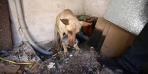 Ηρωική σκυλίτσα προστάτεψε <br> τα κουτάβια της από τη <br> φωτιά στον Υμηττό (εικόνα)