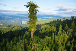 Αυτό είναι το <br> υψηλότερο δέντρο <br> του πλανήτη! (εικόνα)