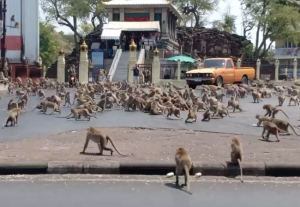 Κορωνοιός Πεινασμένα <br> πιθηκάκια ψάχνουν φαί <br> στους δρόμους (vid)