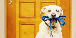 Οι 10 οδηγίες των <br> κτηνιάτρων για τη <br> βόλτα του σκύλου μας