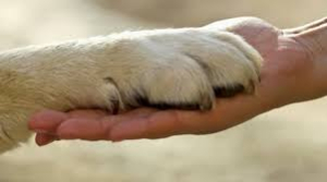 Θα τιμηθεί ο σκύλος  Echo για τον εντοπισμό  στο Μεσολόγγι