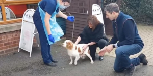 Ζευγάρι βρήκε το <br> χαμένο σκυλάκι του <br> μετά από 6 χρόνια! (video)
