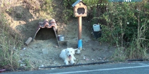 Σκυλάκι ζει δίπλα <br> στο εικόνισμα του <br> νεκρού αφεντικού του