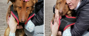 Δάκρυα χαράς από <br> ανάπηρο σκυλάκι για <br> την αγάπη που παίρνει!