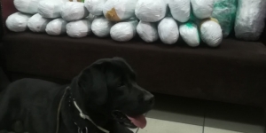 Ο αστυνομικός σκύλος  Άτλας εντόπισε 22  κιλά κάναβης (εικόνα)