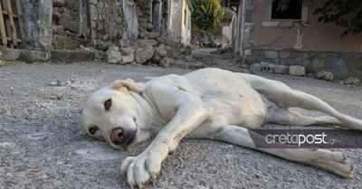Μόνο ένα σκυλάκι <br> έμεινε στο χωριό μετά <br> τον σεισμό (εικόνα)
