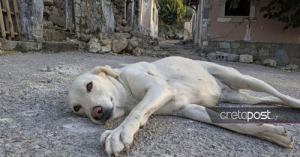 Μόνο ένα σκυλάκι  έμεινε στο χωριό μετά  τον σεισμό (εικόνα)