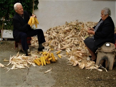Ηλικιωμένοι καθαρίζουν <br> τα καλαμπόκια στο <br> χωριό (εικόνα)