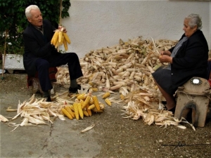 Ηλικιωμένοι καθαρίζουν  τα καλαμπόκια στο  χωριό (εικόνα)