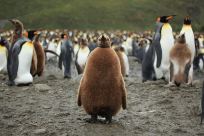 Βασιλικοί πιγκουίνοι <br> Ο μεγαλύτερος βρεφικός <br> σταθμός του πλανήτη (εικόνες)