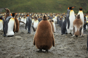 Βασιλικοί πιγκουίνοι  Ο μεγαλύτερος βρεφικός  σταθμός του πλανήτη (εικόνες)