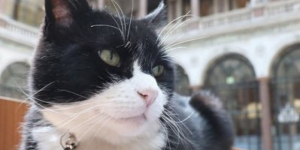 ''Βγαίνει στη σύνταξη''  ο γάτος του  Φόρειν Όφις