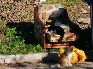 Ραφήνα Οι γατούλες <br> λιάζονται πάνω στην <br> πολυθρόνα (εικόνα)