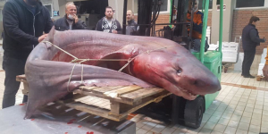 Ψαράδες έπιασαν  καρχαρία ''γίγα''  330 κιλών (εικόνα)
