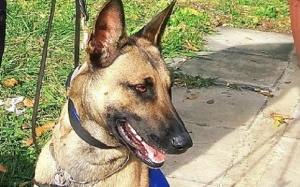 Πένθος στην Ελληνική  Αστυνομία. Πέθανε  η σκυλίτσα Γκρέις