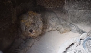 Θαύμα! Βρέθηκε <br> ζωντανό σκυλάκι <br> στο Μάτι (βίντεο)