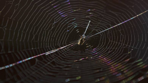 Ιστοί από αράχνες <br> κάλυψαν την ύπαιθρο <br> της Αυστραλίας (video)