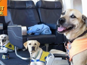 Πώς ταξιδεύουν <br> οι σκύλοι <br> στο αεροπλάνο