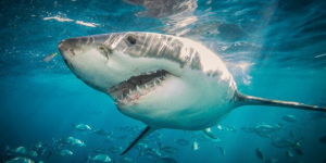 Καρχαρίας κατασπάραξε <br> λουόμενο σε <br> κοσμική παραλία