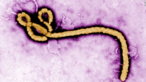 Έφτασε <br> ο ιός Έμπολα <br> στην Ευρώπη;