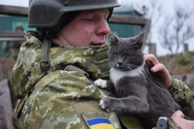 Πόλεμος Ουκρανία <br> Μια γατούλα φέρνει <br> φως ελπίδας (εικόνα)
