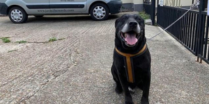 Εγκατέλειψαν ηλικιωμένο  σκυλί με σημείωμα  ''δεν είμαι καλός''