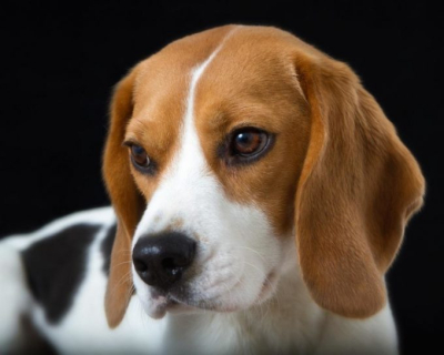 Σώθηκαν 4000 σκυλάκια <br> Μπιγκλ Τα προόριζαν <br> για πειραματόζωα